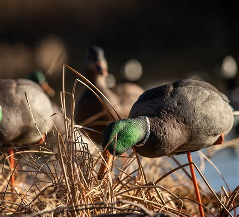 axp mallards fusion pack.